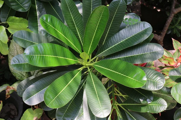 Alami Hijau Daun Frangipani — Stok Foto