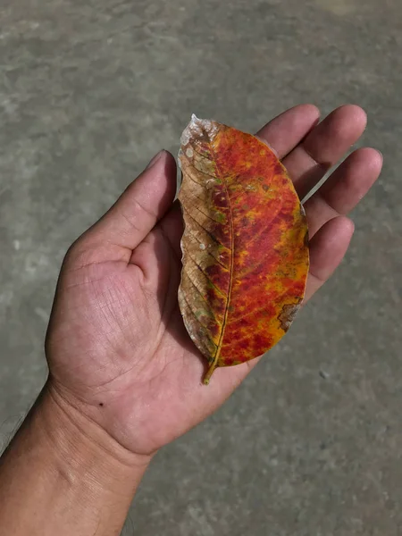 Ξερά Φύλλα Στο Χέρι Πορτοκαλί Φύλλα Μαραίνονται Φύλλα Χειμώνα Υπερθέρμανση — Φωτογραφία Αρχείου