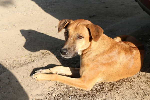 Dog Sunning Dog Brown Healthy Cute — Stock Photo, Image