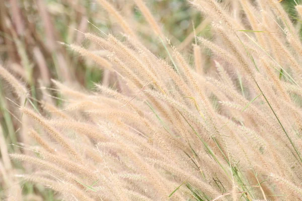 Verschwommenes Gras Blumen Gelb Gold Hintergrund Tapete Gras Heublumen Abstrakt — Stockfoto