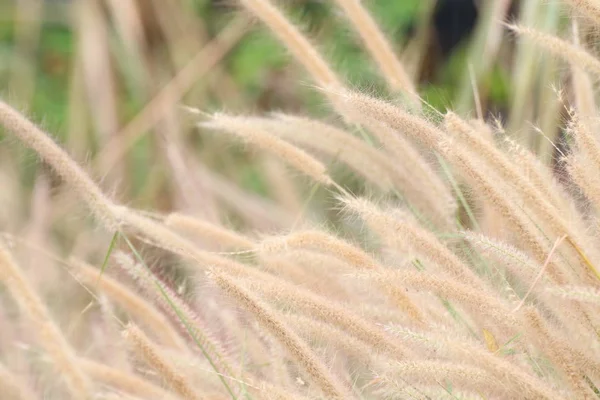 Verschwommenes Gras Blumen Gelb Gold Hintergrund Tapete Gras Heublumen Abstrakt — Stockfoto