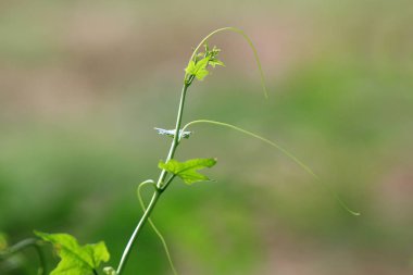 Ağaçlar, büyüme vuruyor genç yaprakları