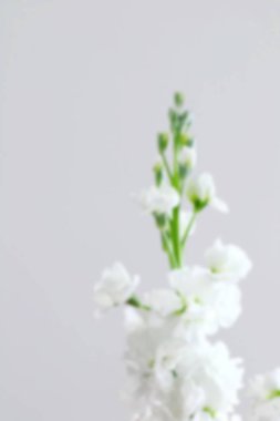 Arka plan Grup pastel renk için bulanık yumuşak beyaz buket çiçek