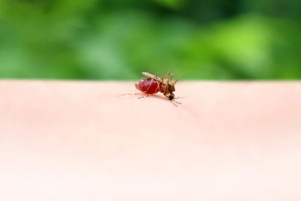 血赤を吸っている蚊をクローズ アップ 選択と集中 — ストック写真