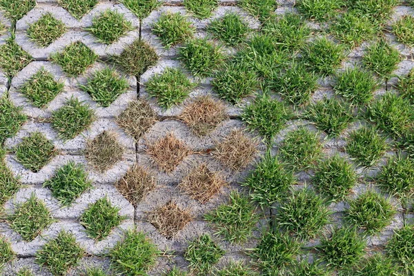 시멘트 잔디와 패턴의 — 스톡 사진