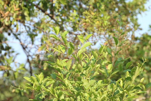 Tle Drzewa Las Liści Zielony Świeży Środowiska Kwitną Ogród Park — Zdjęcie stockowe