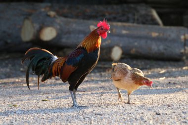 Horoz, horoz Asya ve somurtkan Hen ailesi, mücadele horoz, kırsal kesimde dövüş horozu