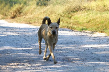 Köpek koşma, Koş köpek, Guard Fierce köpek sakının, çirkin köpek