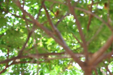 Bulanık ağaç orman arka plan, soyut bokeh yumuşak yeşil arka plan bitki doğa, yaz ağaç taze doku arka plan