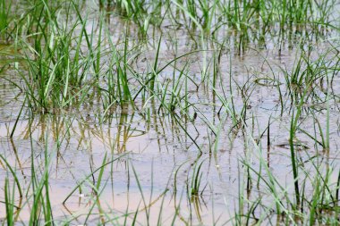 kirli su sel, sel kanalizasyon, yağmur sonrası, çimenli topraklarında sel yosun çevre sorunu kirliliği su kir kanalizasyon atık su olduğunu