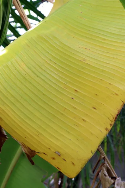 Feuilles Banane Jaune Sur Arbre Banane — Photo