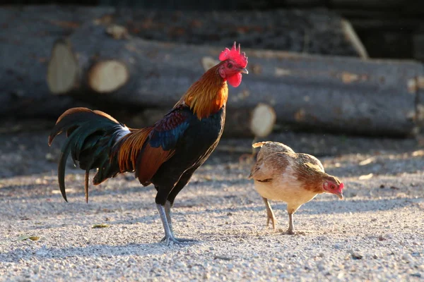 Kuk Tupp Asien Och Grubblande Höna Familj Slåss Kuk Gamecock — Stockfoto