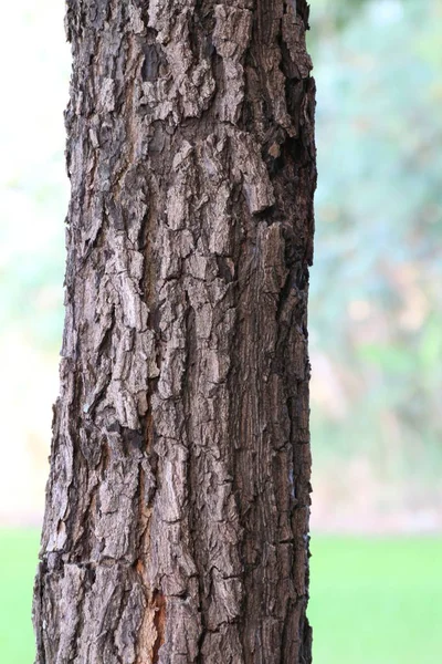 Strom Textury Kmen Stromu Neem Dřevěných Texture Les Divoké Přírodní — Stock fotografie