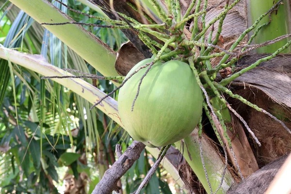 自然にココナッツの緑のココナッツを木します — ストック写真