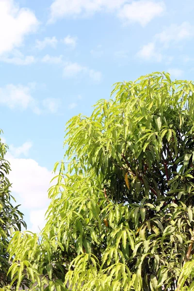 Drzewa Mango Mango Opuszcza Oddział Ogrodzie Zielone Liście Liście Mango — Zdjęcie stockowe