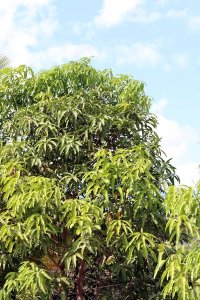 Drzewa Mango Mango Opuszcza Oddział Ogrodzie Zielone Liście Liście Mango — Zdjęcie stockowe