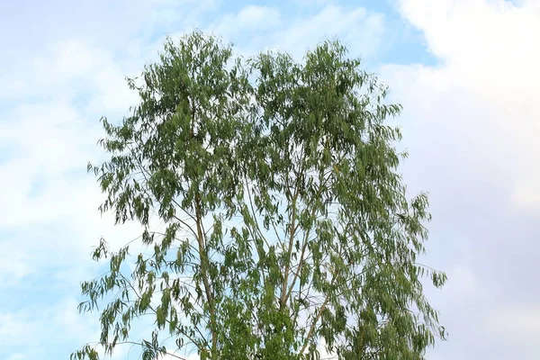 Eukaliptus Liści Drzewa Dla Przemysłu Wytwórczego Olejek Eukaliptusowy Papieru Eukaliptus — Zdjęcie stockowe