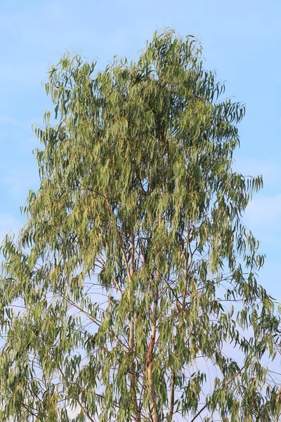 Eucalyptus Listy Stromu Pro Zpracovatelský Průmysl Eukalyptový Olej Papír Eukalyptové — Stock fotografie