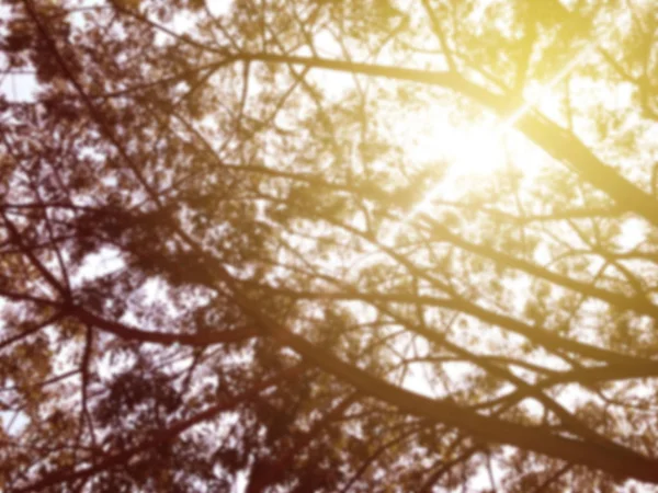 Розмите Дерево Боке Осінь Коричневе Яке Сонячне Світло Ландшафтного Фону — стокове фото