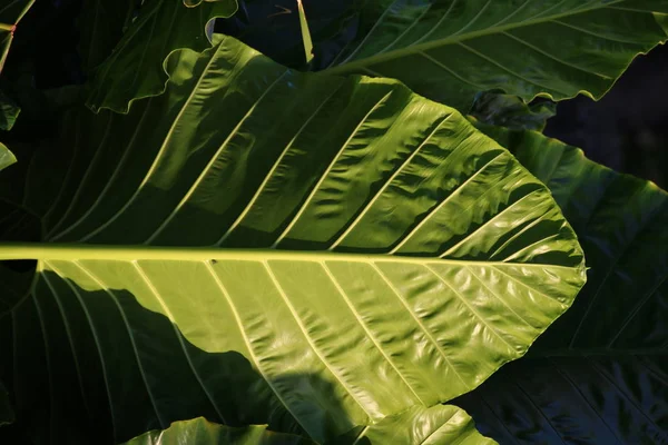 Grandes Feuilles Grandes Feuilles Vertes Forêt Feuilles Rapprochées — Photo