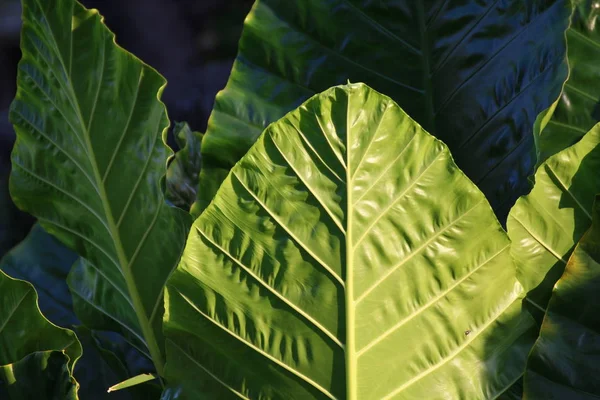 Grandes Feuilles Grandes Feuilles Vertes Forêt Feuilles Rapprochées — Photo