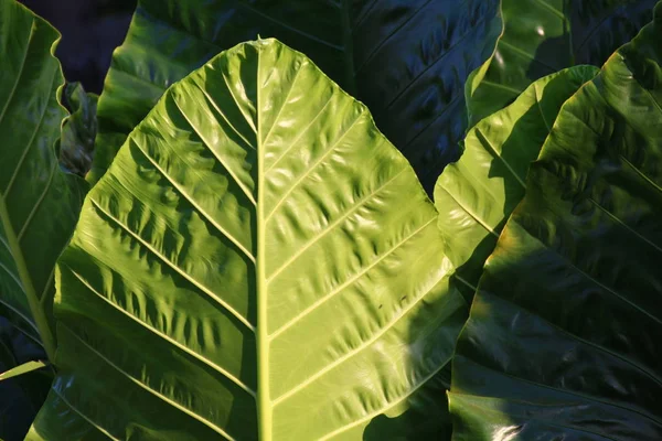 Grandes Feuilles Grandes Feuilles Vertes Forêt Feuilles Rapprochées — Photo