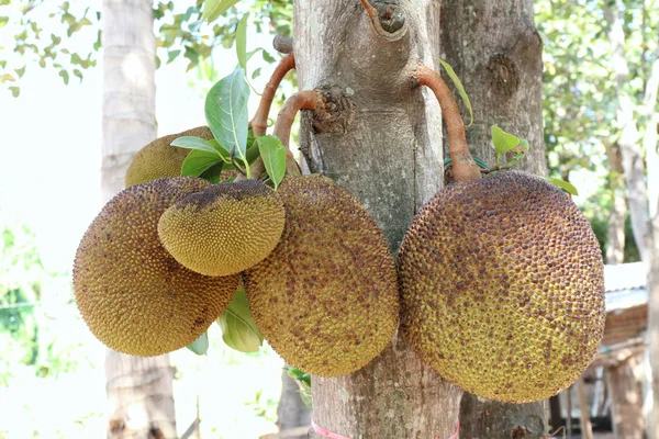 Jackfruit Маленький Jackfruit Ферме Jackfruit Tree Органические — стоковое фото