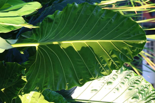 Grandes Feuilles Grandes Feuilles Vertes Forêt Feuilles Rapprochées — Photo