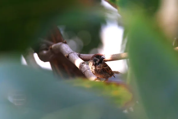 スズメの鳥に隠れている茂み林木 — ストック写真