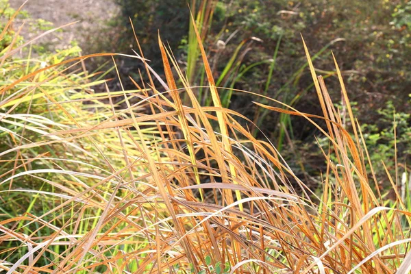 Trockenes Gras Für Strohdächer — Stockfoto