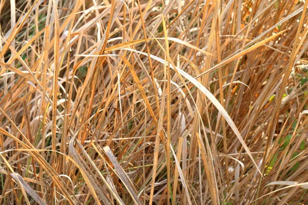 Trockenes Gras Für Strohdächer — Stockfoto