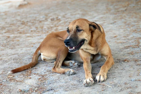 Brown dog good mood and smiling dog