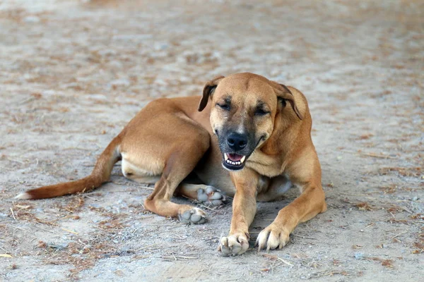 Brown Dog Good Mood Smiling Dog — Stock Photo, Image