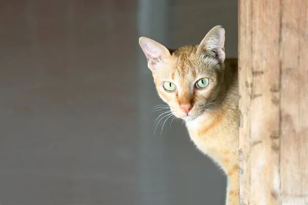 Gato Cara Gato Bonito Bonito Olhos Gato Olhando — Fotografia de Stock