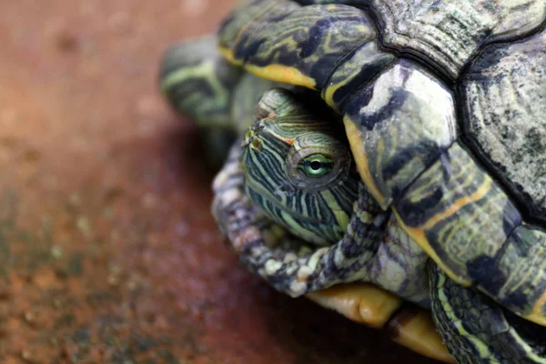 Sköldpadda Sköldpadda Huvud Närbild Turtle Kontrakt Shell Selektivt Fokus — Stockfoto