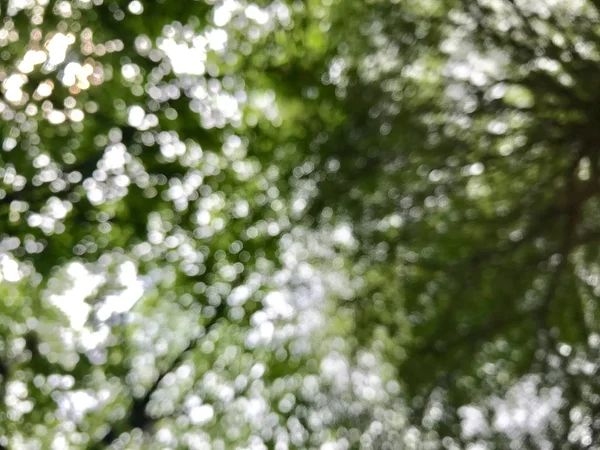 ぼけの木の森の背景 自然抽象的なボケ柔らかい緑背景工場 夏木新鮮なテクスチャ背景 — ストック写真
