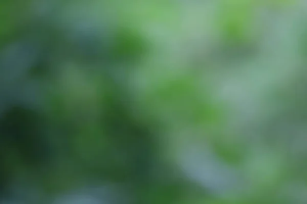 Μαλακό Ελαφρύ Πράσινο Θολή Παστέλ Χρώμα Φόντου Πράσινο Ντεγκραντέ Γραφικό — Φωτογραφία Αρχείου