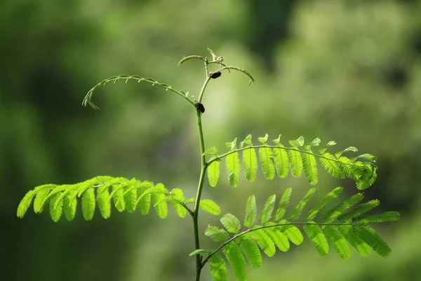 Feuilles Feuillues Les Feuilles Molles Arbre Dans Forêt Naturelle Pousses — Photo