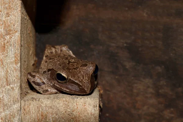 Frog, Frogs are amphibian vertebrates animals, Frogs Lying on the old wooden wall, Polypedates leucomystax, Golden tree frog hiding in the corner of a wooden wall wood background