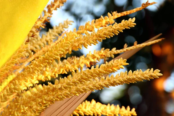 Yellow Coconut Pollen Close Blossom Spadix Coconut Betel Palm — Stock Photo, Image