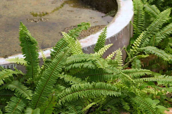 蕨类植物庭院 美丽的蕨类植物绿色自然和水泥池塘在庭院装饰 — 图库照片