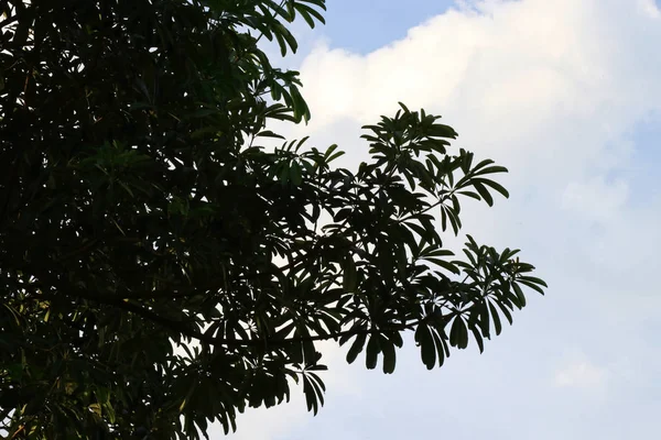Sylwetka Drzewo Gałąź Niebo Las Drzewo Gałąź Krajobraz Zielony Ciemny — Zdjęcie stockowe