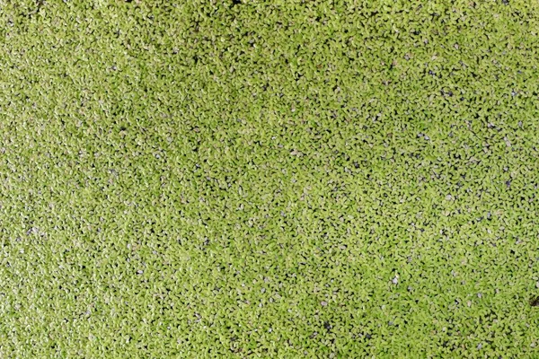 Duckweed Πράσινο Φύλλο Φόντο Duckweed Φακών Του Νερού Είναι Ένα — Φωτογραφία Αρχείου