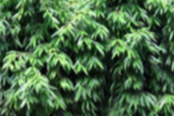 Кущове Листя Зелений Фон Дерево Листок Абстрактний Фон Природа — стокове фото