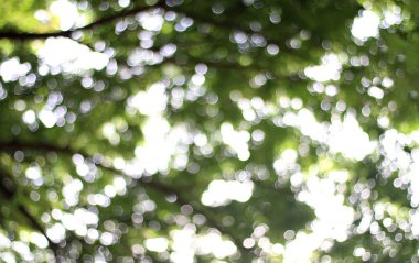 Bulanık doğa ağaç orman altında güneş ışığı parlak arka plan, soyut bokeh yumuşak yeşil arka plan bitki doğa, yaz ağaç taze doku arka plan