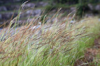 Çim, çim rüzgar yavaşça getirmiş çiçek çim alan arka plan sabah çayır yakın kadar sahne, çiğ açılan yeşil çimen, (Heteropogon contortus (L.) Roemer ve Schultes buğdaygiller) bilimsel adı dokundu.