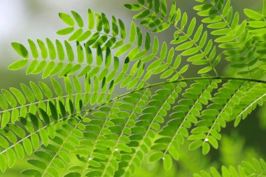 Akasya yaprağı, sabun Pod (akasya concinna (Willd.) DC.) Yeşil yaprakları, bitkilerin özellikleri tıbbi bitki