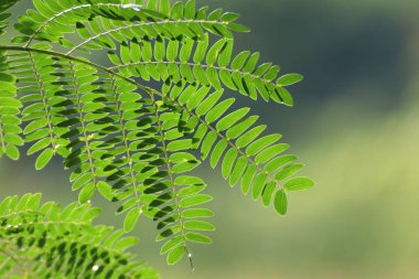 Akasya yaprağı, sabun Pod (akasya concinna (Willd.) DC.) Yeşil yaprakları, bitkilerin özellikleri tıbbi bitki