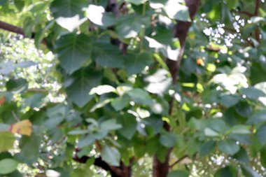 Bulanık Teak ağaç çiftlik orman Teak arka plan, Teak Plantation için