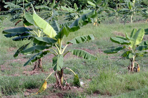 Banana plantation, Small Banana growing in farm, Banana tree plantation in nature, Agriculture banana garden